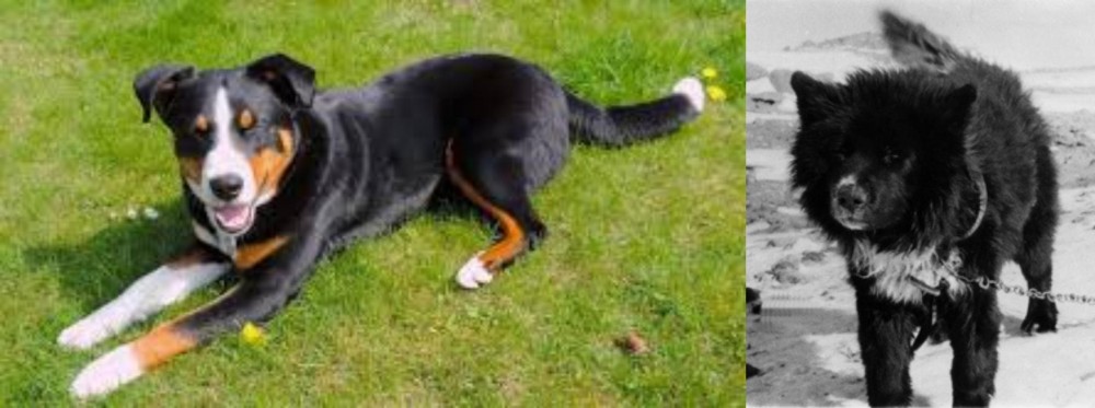 Sakhalin Husky vs Appenzell Mountain Dog - Breed Comparison
