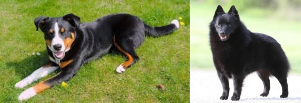 Schipperke vs Appenzell Mountain Dog - Breed Comparison