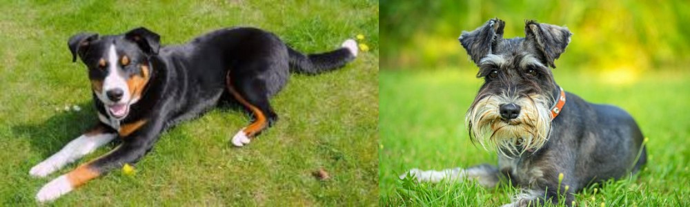 Schnauzer vs Appenzell Mountain Dog - Breed Comparison