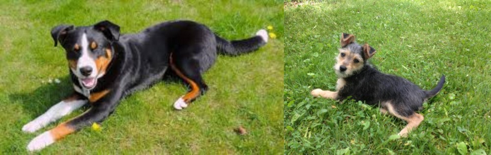 Schnorkie vs Appenzell Mountain Dog - Breed Comparison
