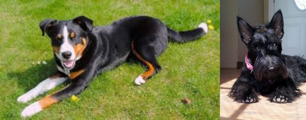 Scottish Terrier vs Appenzell Mountain Dog - Breed Comparison