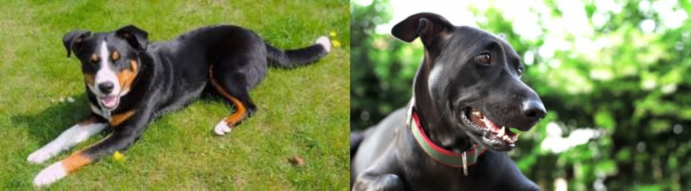 Shepard Labrador vs Appenzell Mountain Dog - Breed Comparison