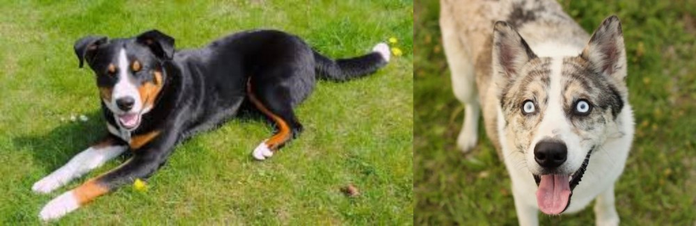 Shepherd Husky vs Appenzell Mountain Dog - Breed Comparison