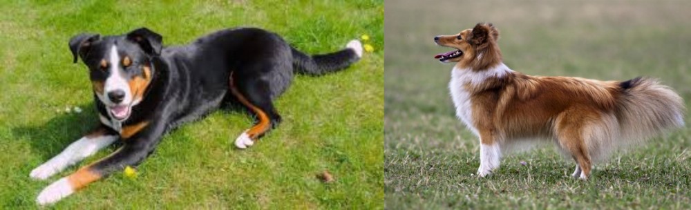 Shetland Sheepdog vs Appenzell Mountain Dog - Breed Comparison