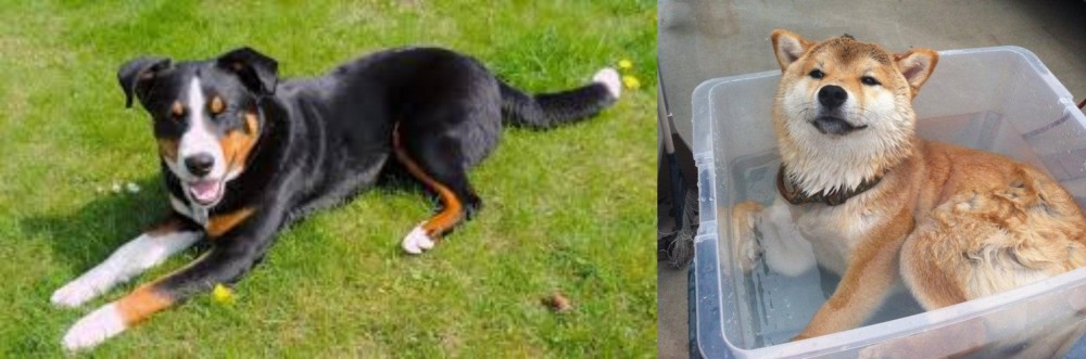Shiba Inu vs Appenzell Mountain Dog - Breed Comparison