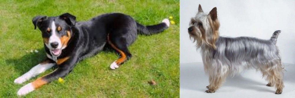 Silky Terrier vs Appenzell Mountain Dog - Breed Comparison