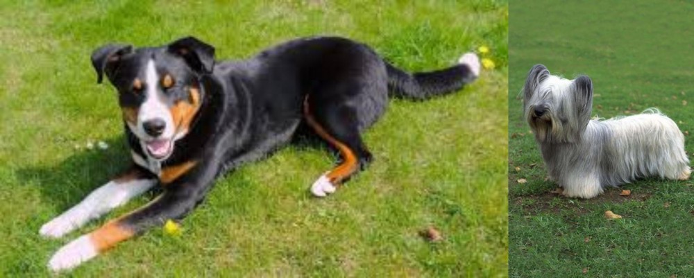 Skye Terrier vs Appenzell Mountain Dog - Breed Comparison