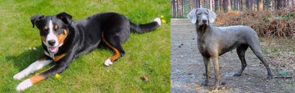Slovensky Hrubosrsty Stavac vs Appenzell Mountain Dog - Breed Comparison