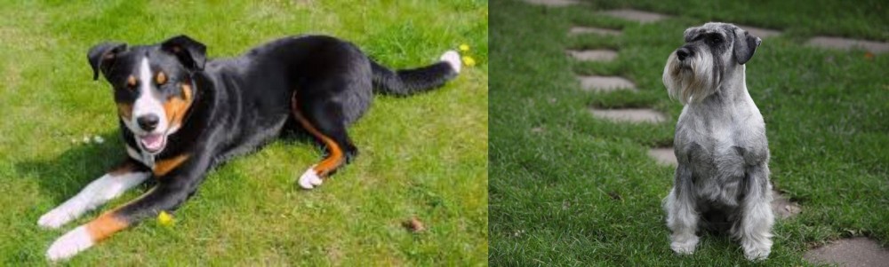 Standard Schnauzer vs Appenzell Mountain Dog - Breed Comparison