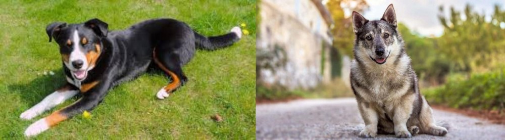 Swedish Vallhund vs Appenzell Mountain Dog - Breed Comparison