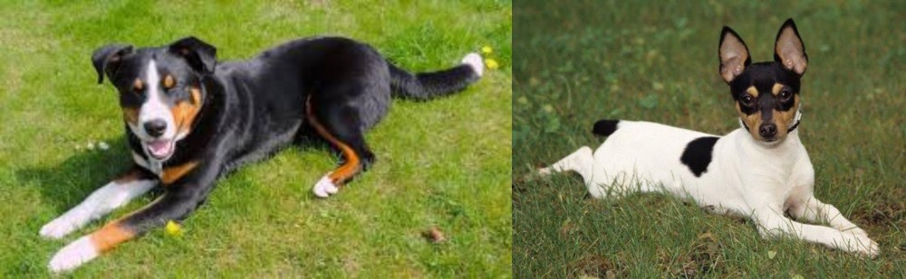 Toy Fox Terrier vs Appenzell Mountain Dog - Breed Comparison