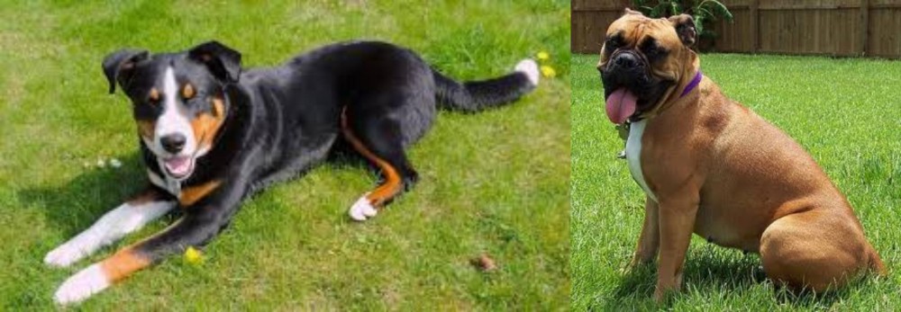 Valley Bulldog vs Appenzell Mountain Dog - Breed Comparison