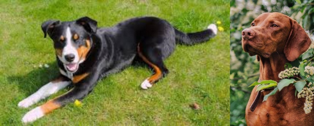 Vizsla vs Appenzell Mountain Dog - Breed Comparison