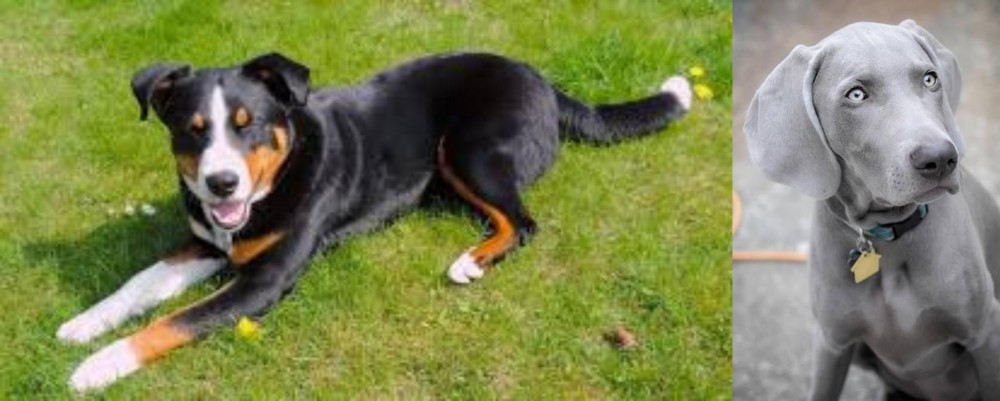 Weimaraner vs Appenzell Mountain Dog - Breed Comparison
