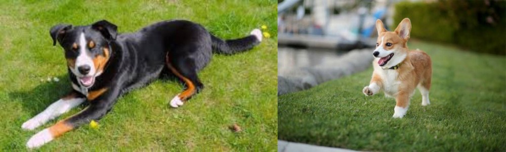 Welsh Corgi vs Appenzell Mountain Dog - Breed Comparison