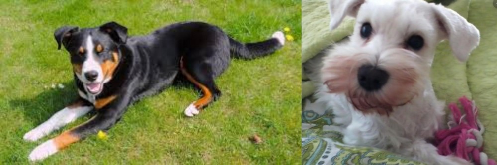 White Schnauzer vs Appenzell Mountain Dog - Breed Comparison