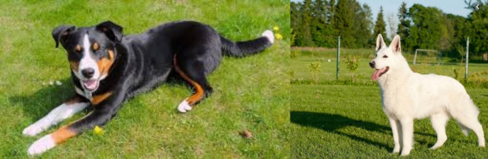 White Shepherd vs Appenzell Mountain Dog - Breed Comparison
