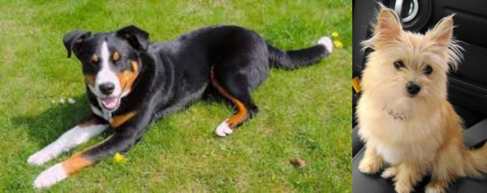 Yoranian vs Appenzell Mountain Dog - Breed Comparison