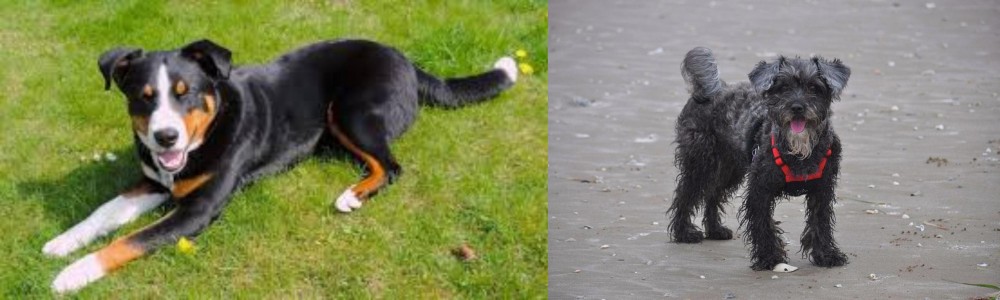 YorkiePoo vs Appenzell Mountain Dog - Breed Comparison