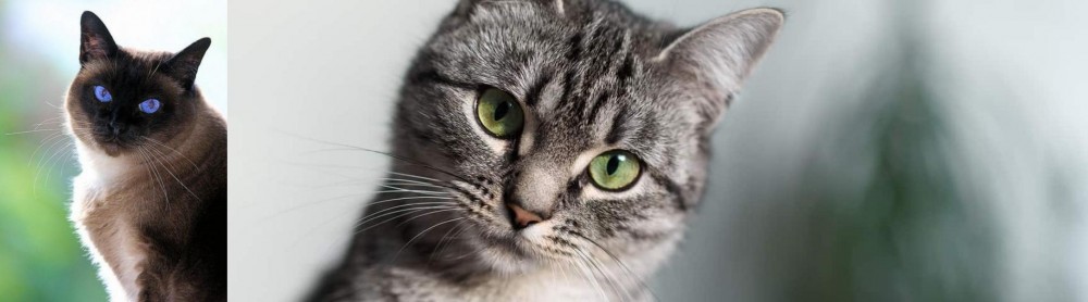 Domestic Shorthaired Cat vs Applehead Siamese - Breed Comparison