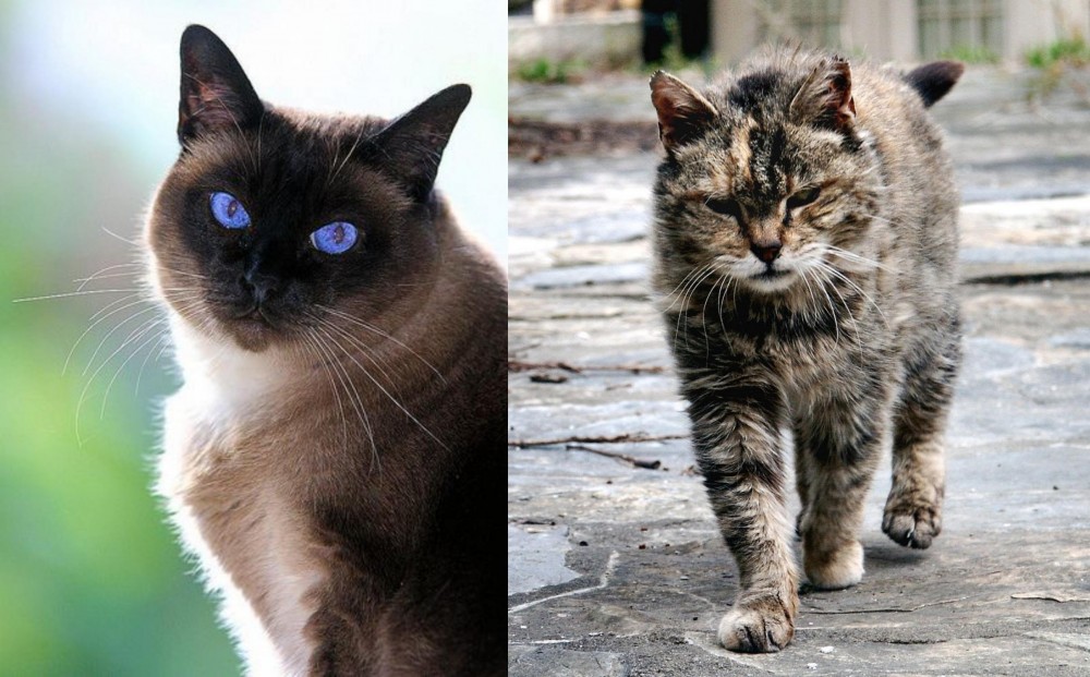 Farm Cat vs Applehead Siamese - Breed Comparison