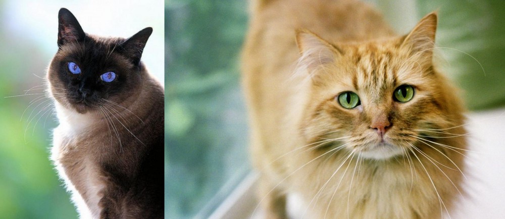 Ginger Tabby vs Applehead Siamese - Breed Comparison
