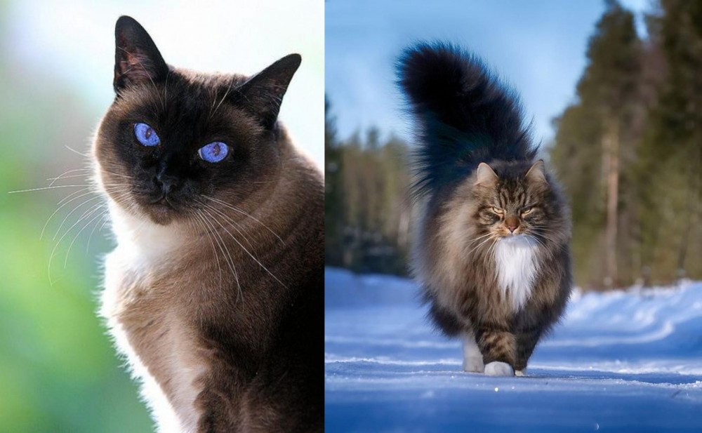 Norwegian Forest Cat vs Applehead Siamese - Breed Comparison