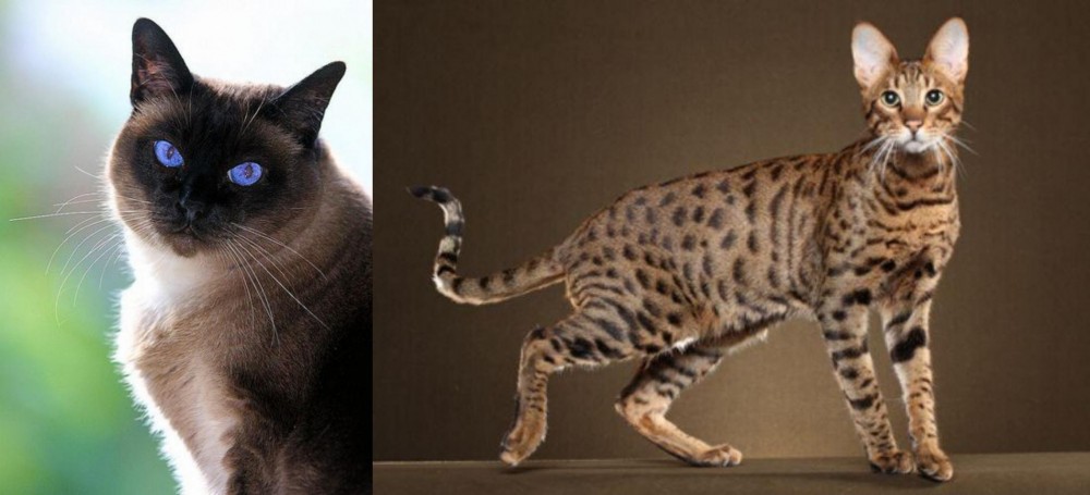 Savannah vs Applehead Siamese - Breed Comparison