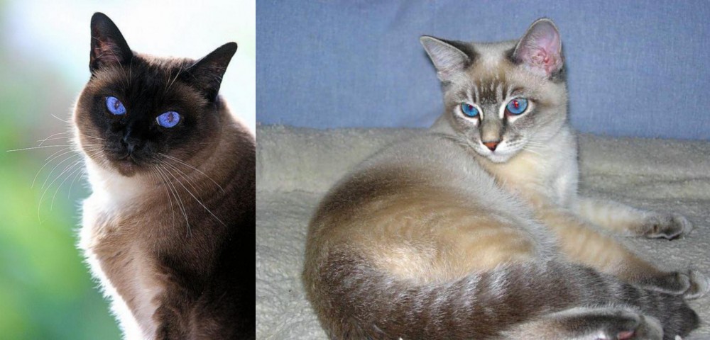 Tiger Cat vs Applehead Siamese - Breed Comparison