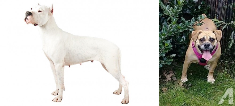 Beabull vs Argentine Dogo - Breed Comparison