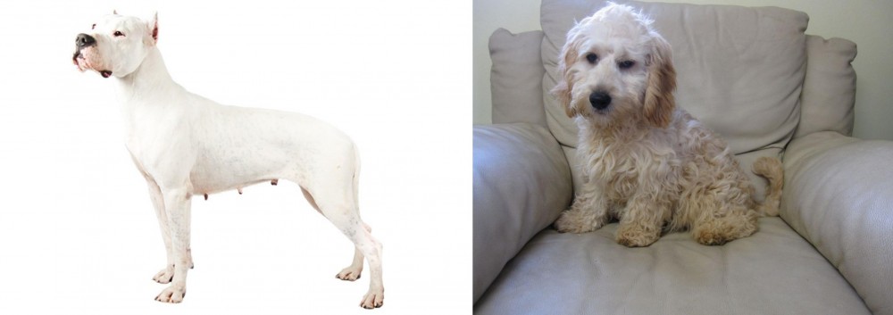 Cockachon vs Argentine Dogo - Breed Comparison