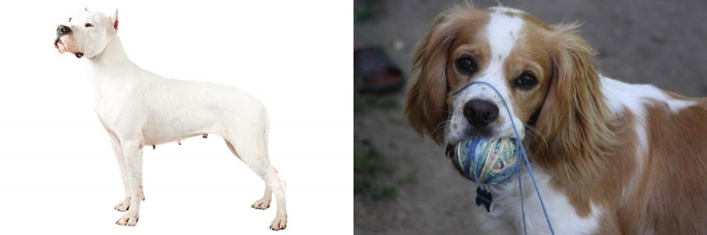 Cockalier vs Argentine Dogo - Breed Comparison