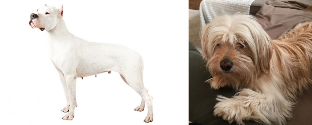 Cyprus Poodle vs Argentine Dogo - Breed Comparison