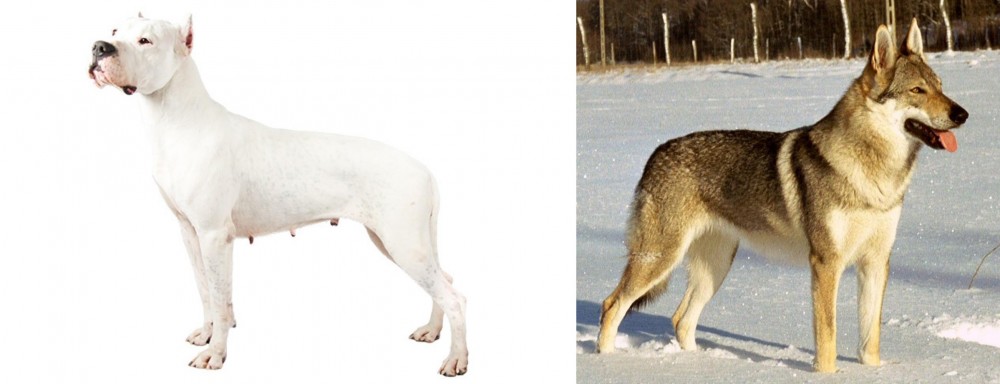 Czechoslovakian Wolfdog vs Argentine Dogo - Breed Comparison