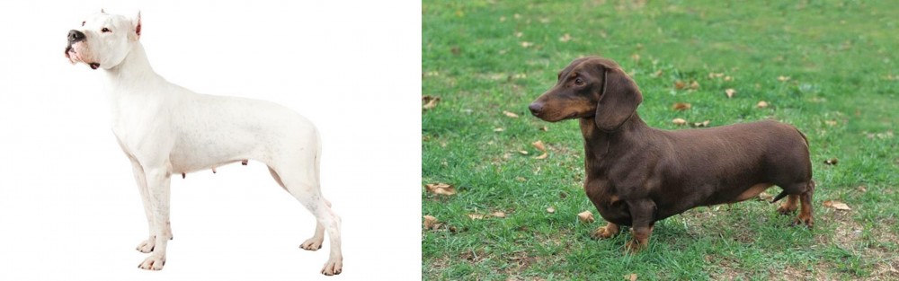 Dachshund vs Argentine Dogo - Breed Comparison