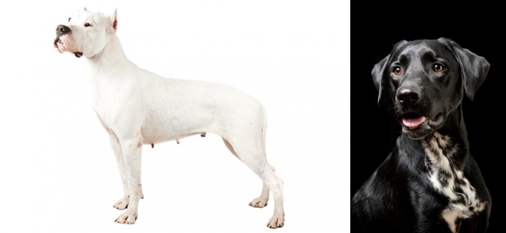 Dalmador vs Argentine Dogo - Breed Comparison