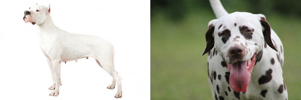 Dalmatian vs Argentine Dogo - Breed Comparison