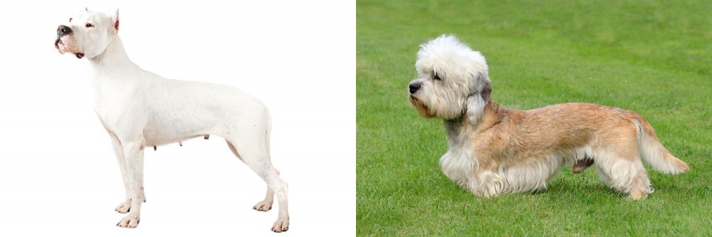 Dandie Dinmont Terrier vs Argentine Dogo - Breed Comparison
