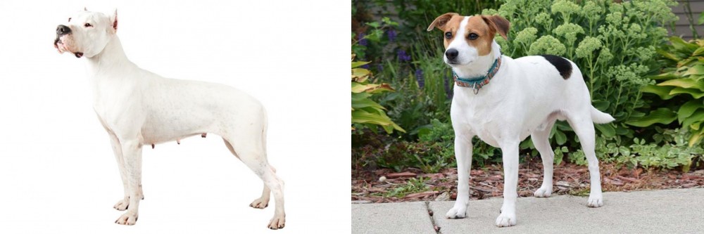 Danish Swedish Farmdog vs Argentine Dogo - Breed Comparison
