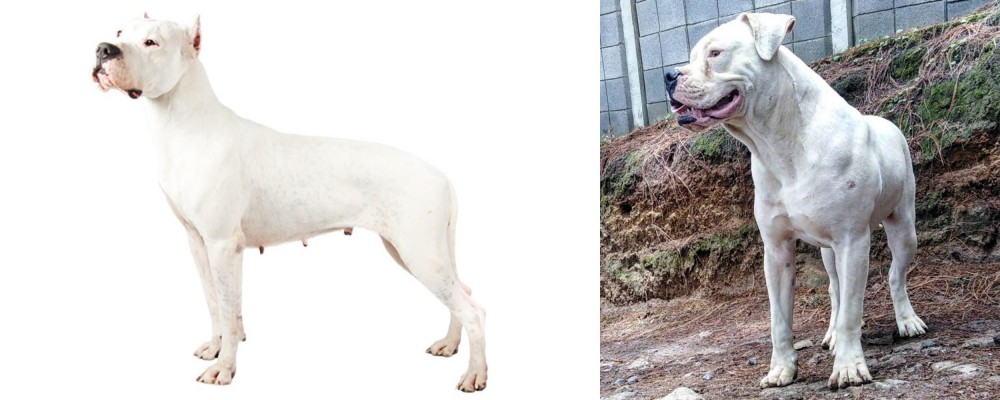 Dogo Guatemalteco vs Argentine Dogo - Breed Comparison