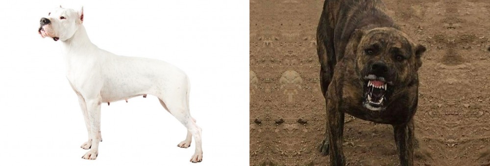 Dogo Sardesco vs Argentine Dogo - Breed Comparison