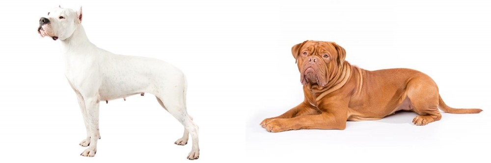 Dogue De Bordeaux vs Argentine Dogo - Breed Comparison