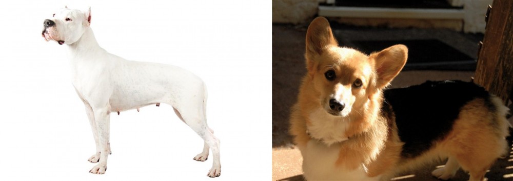 Dorgi vs Argentine Dogo - Breed Comparison