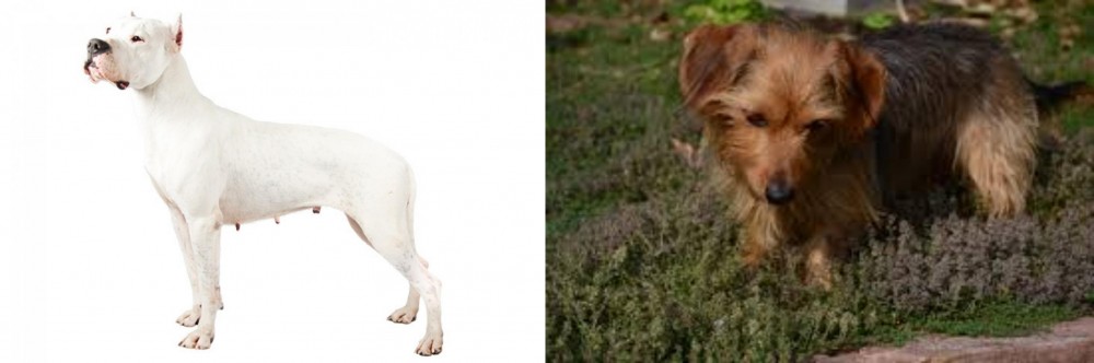 Dorkie vs Argentine Dogo - Breed Comparison