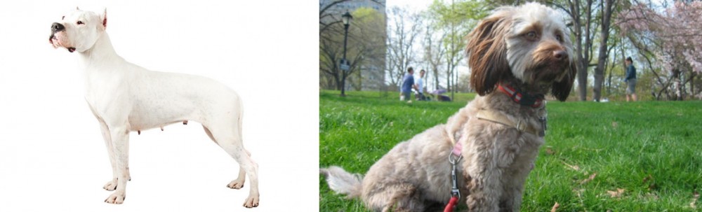 Doxiepoo vs Argentine Dogo - Breed Comparison