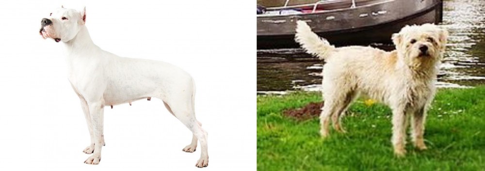 Dutch Smoushond vs Argentine Dogo - Breed Comparison