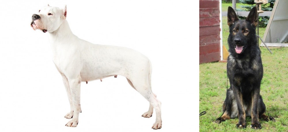 East German Shepherd vs Argentine Dogo - Breed Comparison
