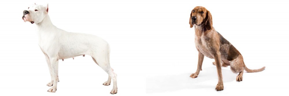 English Coonhound vs Argentine Dogo - Breed Comparison