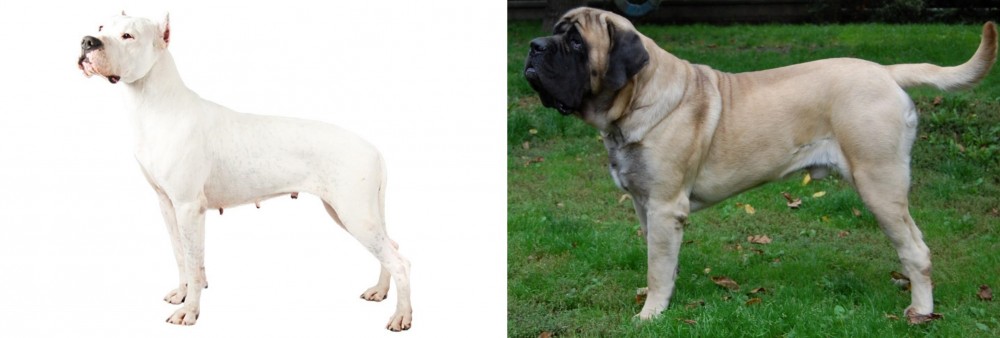 English Mastiff vs Argentine Dogo - Breed Comparison