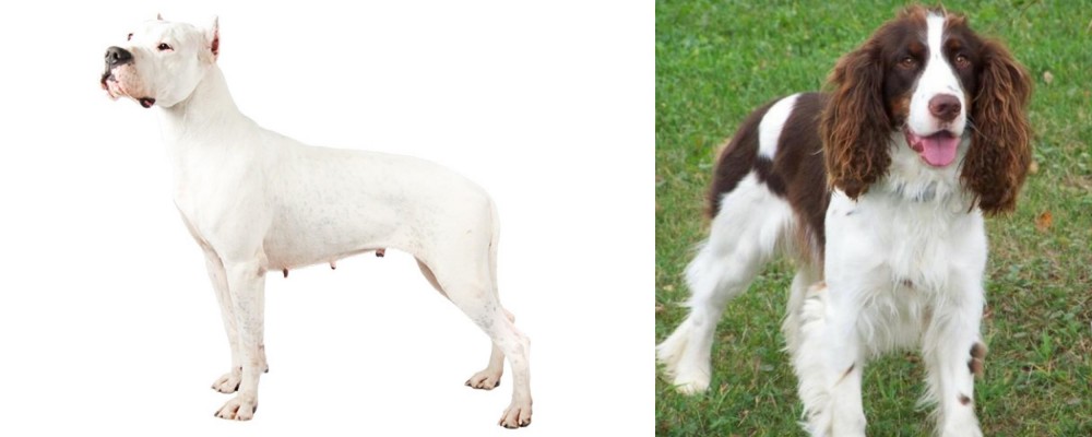 English Springer Spaniel vs Argentine Dogo - Breed Comparison